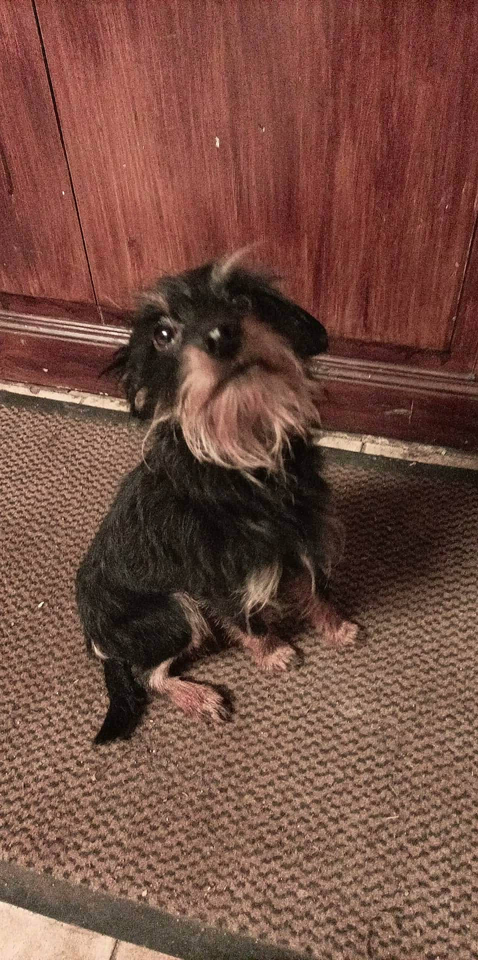 Simba a rejoint le concours — aidez-le/la à gagner de superbes lots ! canidae, carnivore, companion_dog, dog, dog_breed, dog_supply, fawn, flooring, fur, hardwood, liver, small_terrier, snout, sporting_group, tail, terrier, toy_dog, wood, working_animal, yorkipoo