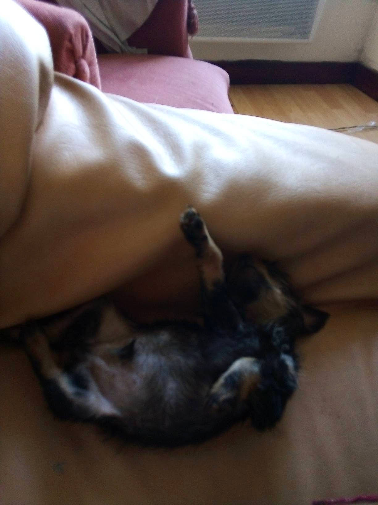 Simba participe au concours pour gagner de l'argent avec cette photo : canidae, carnivore, cat, hand, leg, puppy