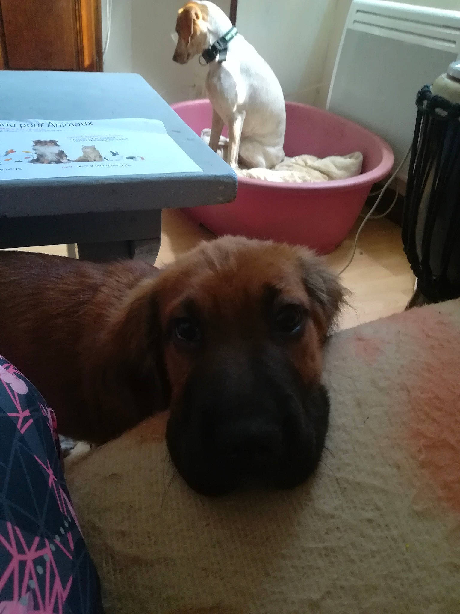 Marley a rejoint le concours — aidez-le/la à gagner de superbes lots ! black_mouth_cur, canidae, carnivore, companion_dog, dog, dog_breed, fawn, mammal, puppy, rhodesian_ridgeback