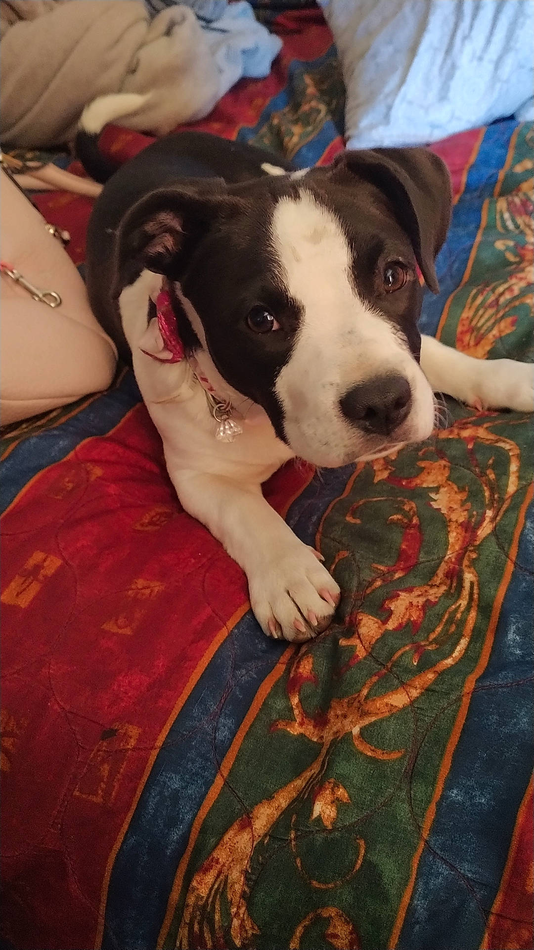 Bella is registered to the contest to win money with this photo: accessories, animal, baby, blanket, bulldog, canine, cushion, dog, face, furniture, head, homedecor, hound, person, pet, photography, pointer, portrait, puppy, quilt