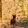 alert, animal, black_dog, brown, canine, daytime, dog, ears_up, landscape, nature, outdoor, pet, rocky_terrain, standing, stone_wall, sunlight, sunny, texture, tongue_out, wild