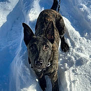 Kobe participe au concours pour gagner de l'argent avec cette photo : adorable, alert, animal, canine, cold, curious, daylight, dog, ears, fur, muzzle, nature, outdoor, path, paws, pet, playful, snow, winter, young_dog