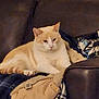 blanket, cat, clothes, comfortable, cozy, cream_and_white, domestic_animal, ears, feline, fur, home, indoor, leather_couch, lounging, paws, pet, relaxed, resting, sitting, whiskers