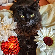 Sally is registered to the contest to win money with this photo: black_cat, cat, yellow_eyes, flower, artificial_flower, white_flower, orange_flower, pet, animal, fur, whiskers, portrait, indoor, cozy, relaxed, close_up, soft_fabric, bed, cute, domestic_animal