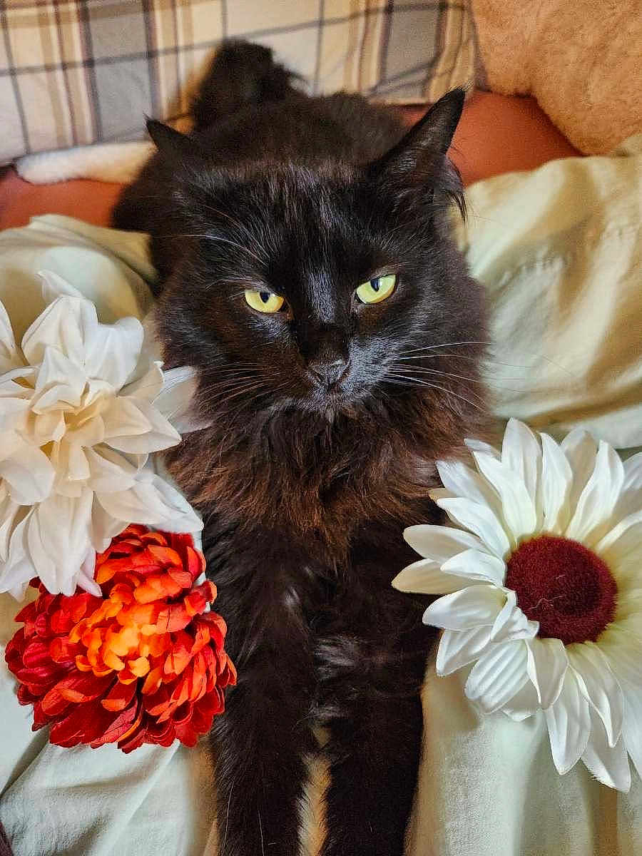 Sally is registered to the contest to win money with this photo: black_cat, cat, yellow_eyes, flower, artificial_flower, white_flower, orange_flower, pet, animal, fur, whiskers, portrait, indoor, cozy, relaxed, close_up, soft_fabric, bed, cute, domestic_animal