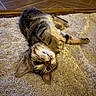 animal, carpet, cat, cozy, ears, eyes, funny, fur, home, indoor, lying_down, paws, pet, portrait, relaxed, tabby, tail, tortoiseshell, upside_down, whiskers