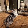 Archie a rejoint le concours — aidez-le/la à gagner de superbes lots ! animal, cat, curious, ears, face, feline, home, indoor, interior, kitten, mirror, pet, portrait, reflection, sitting, striped_fur, tabby, tail, whiskers, wooden_floor
