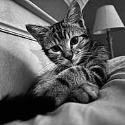 Archie a rejoint le concours — aidez-le/la à gagner de superbes lots ! animal, bed, bedroom, black_and_white, blanket, cat, ears, eyes, feline, indoor, kitten, lamp, lying_down, pet, portrait, sitting, sleeping, tabby, toy, whiskers
