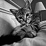 animal, bed, bedroom, black_and_white, blanket, cat, ears, eyes, feline, indoor, kitten, lamp, lying_down, pet, portrait, sitting, sleeping, tabby, toy, whiskers
