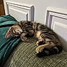 Archie a rejoint le concours — aidez-le/la à gagner de superbes lots ! blanket, brown, cat, couch, cozy, curled_up, fur, home, indoor, kitten, nap, paws, portrait, relaxed, sleeping, sofa, striped, tabby, tail, wall