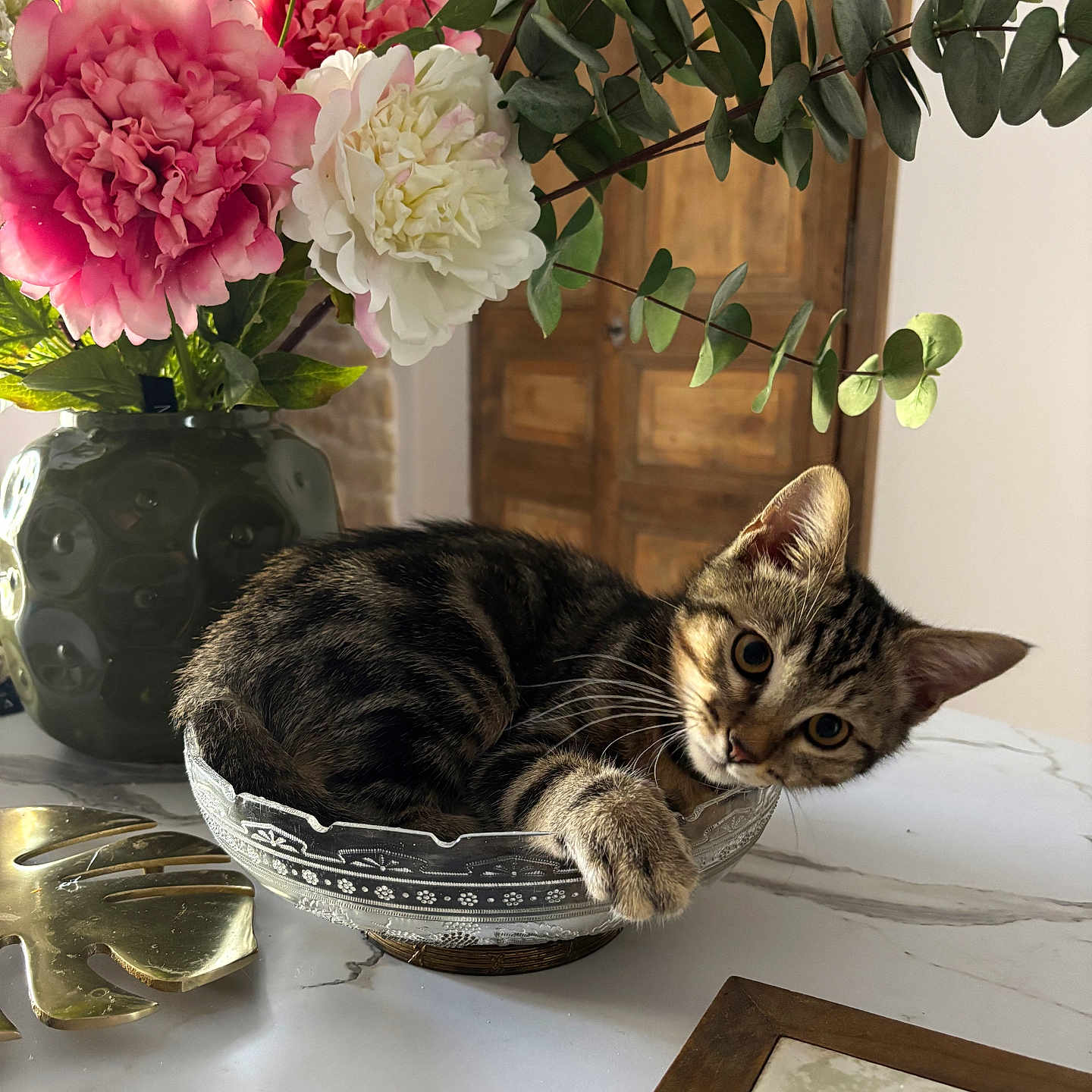Archie a rejoint le concours — aidez-le/la à gagner de superbes lots ! cat, kitten, tabby, pet, animal, feline, sitting, lying_down, curious, cute, whiskers, ears, paw, portrait, flowers, bouquet, vase, glass_bowl, marble_surface, indoor