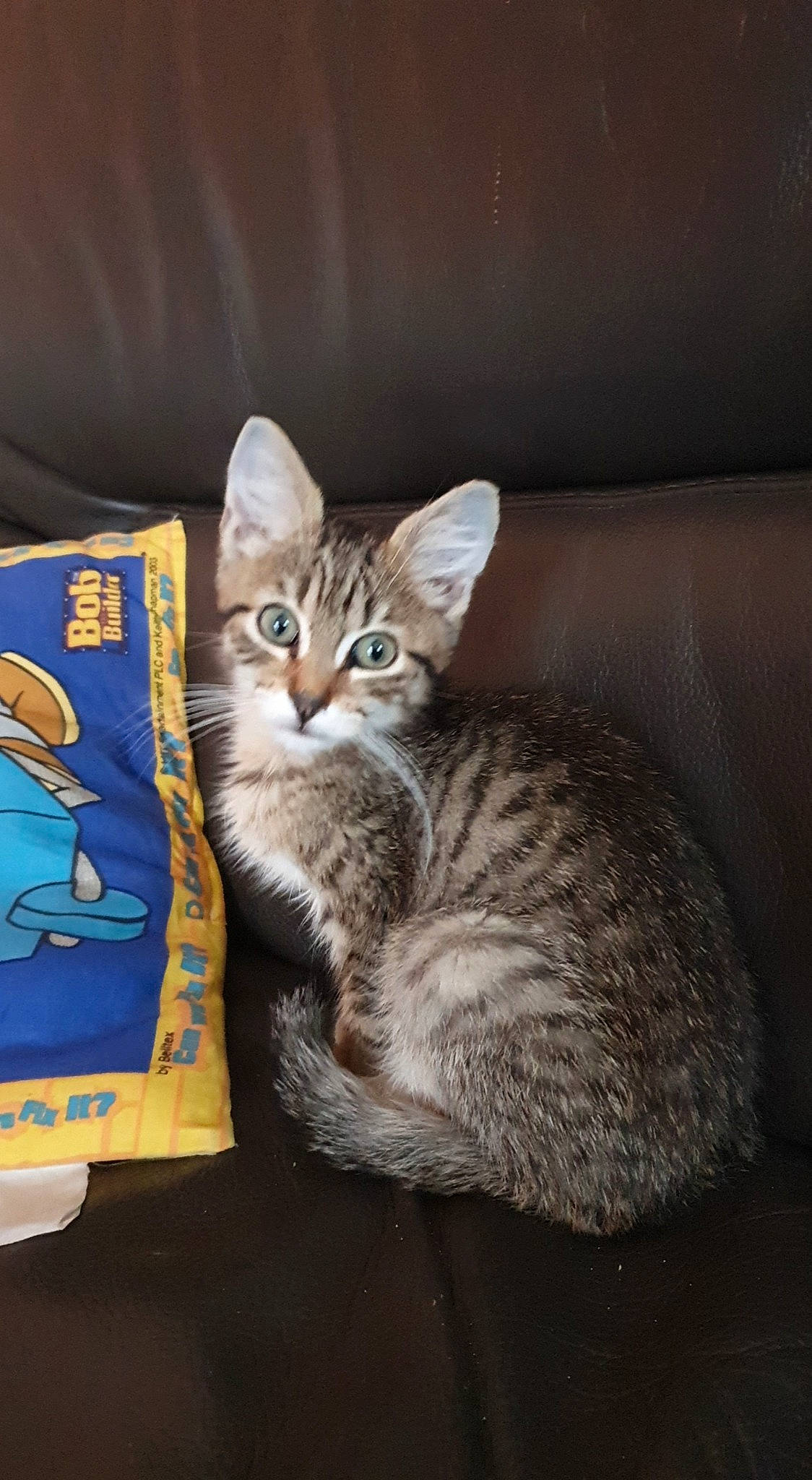 Rondoudou a rejoint le concours — aidez-le/la à gagner de superbes lots ! aegean_cat, american_shorthair, asian, australian_mist, california_spangled, carnivore, cat, chausie, domestic_short_haired_cat, dragon_li, egyptian_mau, european_shorthair, felidae, kitten, mammal, ocicat, small_to_medium_sized_cats, tabby_cat, vertebrate, whiskers