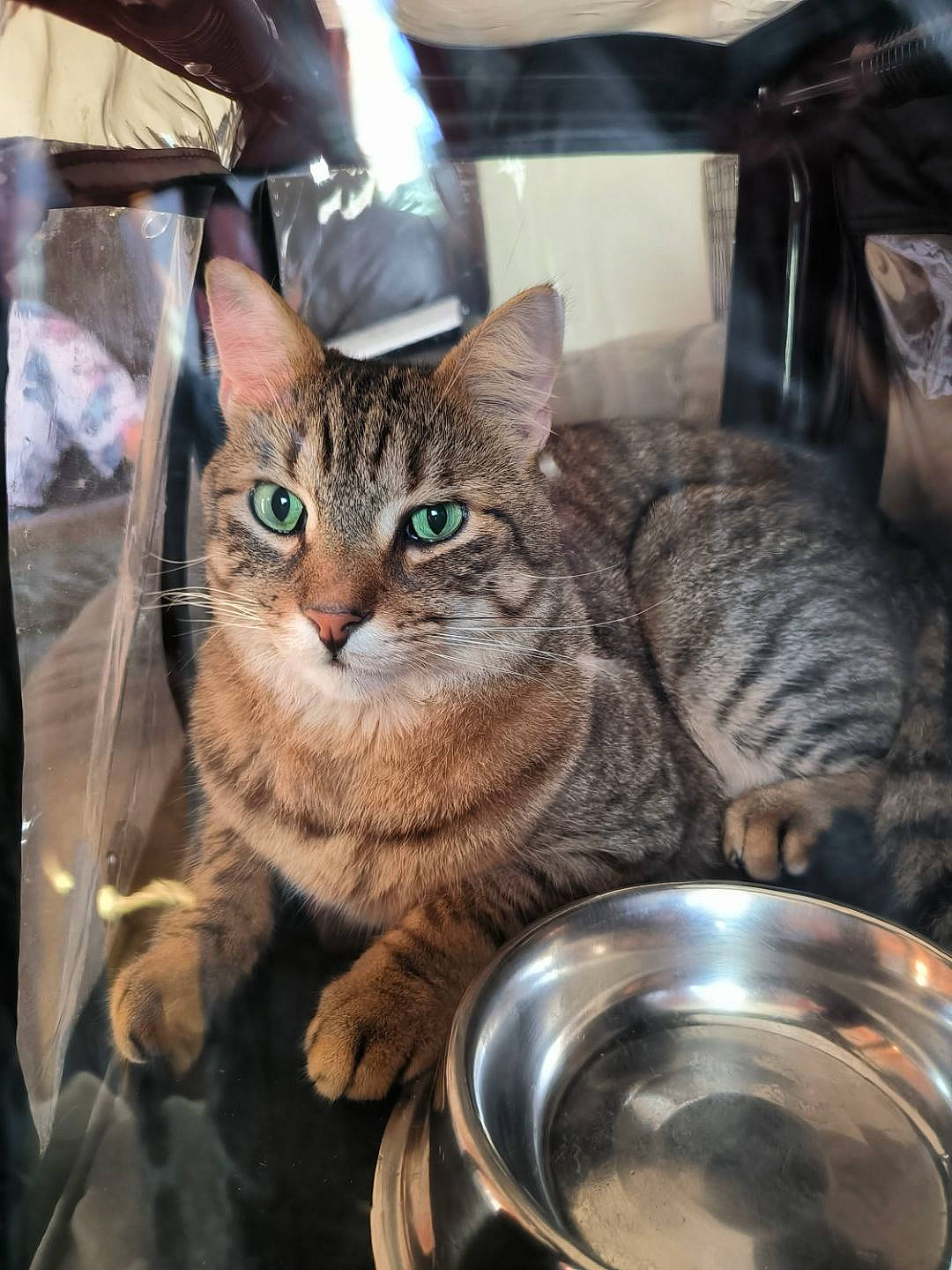 Rondoudou participe au concours pour gagner de l'argent avec cette photo : box, carnivore, cat, cat_supply, domestic_short_haired_cat, felidae, fur, metal, mixing_bowl, pet_supply, serveware, sitting, small_to_medium_sized_cats, snout, whiskers