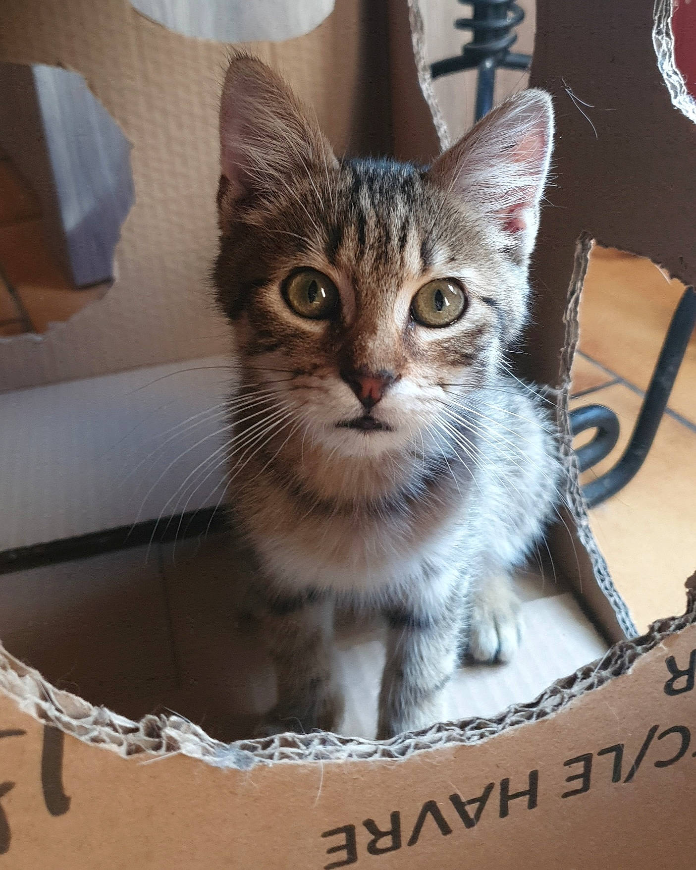 Rondoudou a rejoint le concours — aidez-le/la à gagner de superbes lots ! aegean_cat, american_shorthair, asian, box, california_spangled, carnivore, cat, domestic_short_haired_cat, dragon_li, egyptian_mau, european_shorthair, felidae, kitten, mammal, photo_caption, small_to_medium_sized_cats, sokoke, tabby_cat, toyger, whiskers