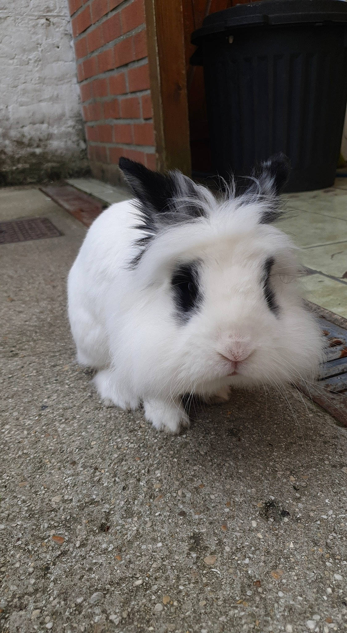 Lily a rejoint le concours — aidez-le/la à gagner de superbes lots ! angora_rabbit, domestic_rabbit, ear, guinea_pig, mammal, rabbit, rabbits_and_hares, snout, vertebrate, whiskers