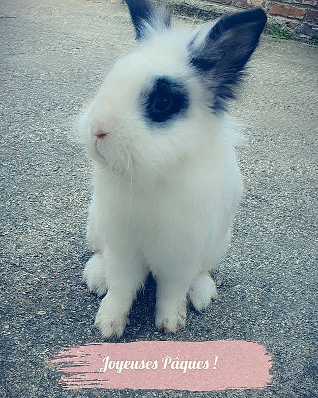 Lily participe au concours pour gagner de l'argent avec cette photo : angora_rabbit, domestic_rabbit, ear, hare, rabbit, rabbits_and_hares, whiskers