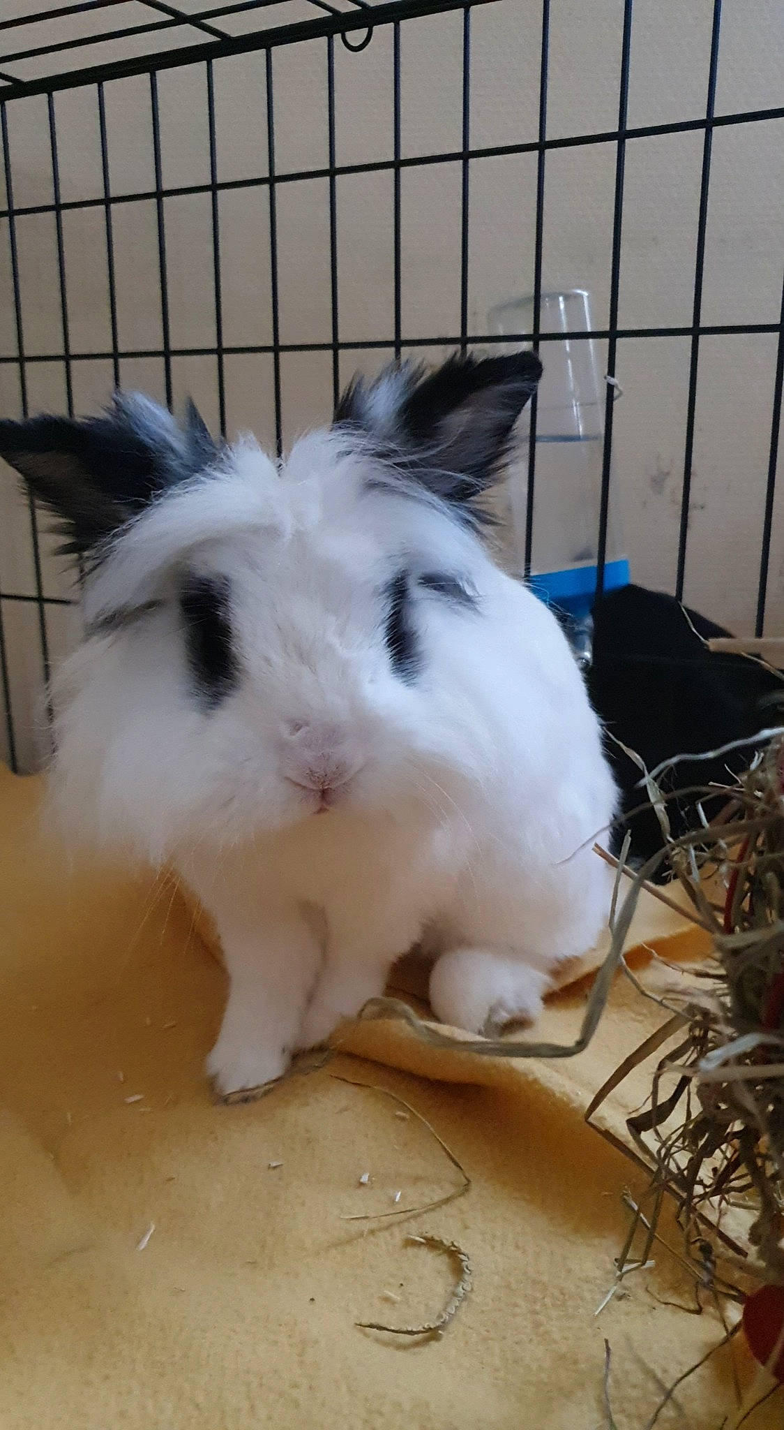 Lily a rejoint le concours — aidez-le/la à gagner de superbes lots ! angora_rabbit, domestic_rabbit, ear, fawn, mammal, rabbit, rabbits_and_hares, whiskers