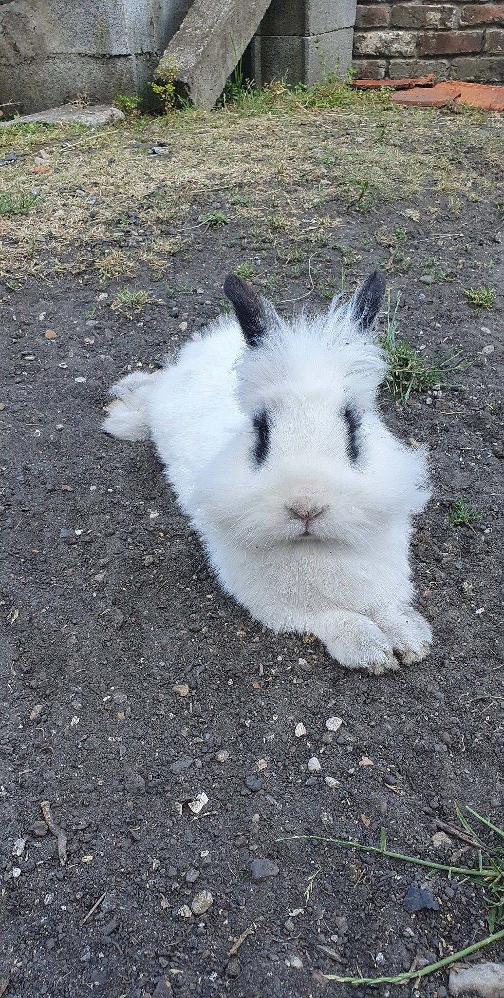 Lily participe au concours pour gagner de l'argent avec cette photo : angora_rabbit, domestic_rabbit, ear, grass, hare, rabbit, rabbits_and_hares, snout, whiskers