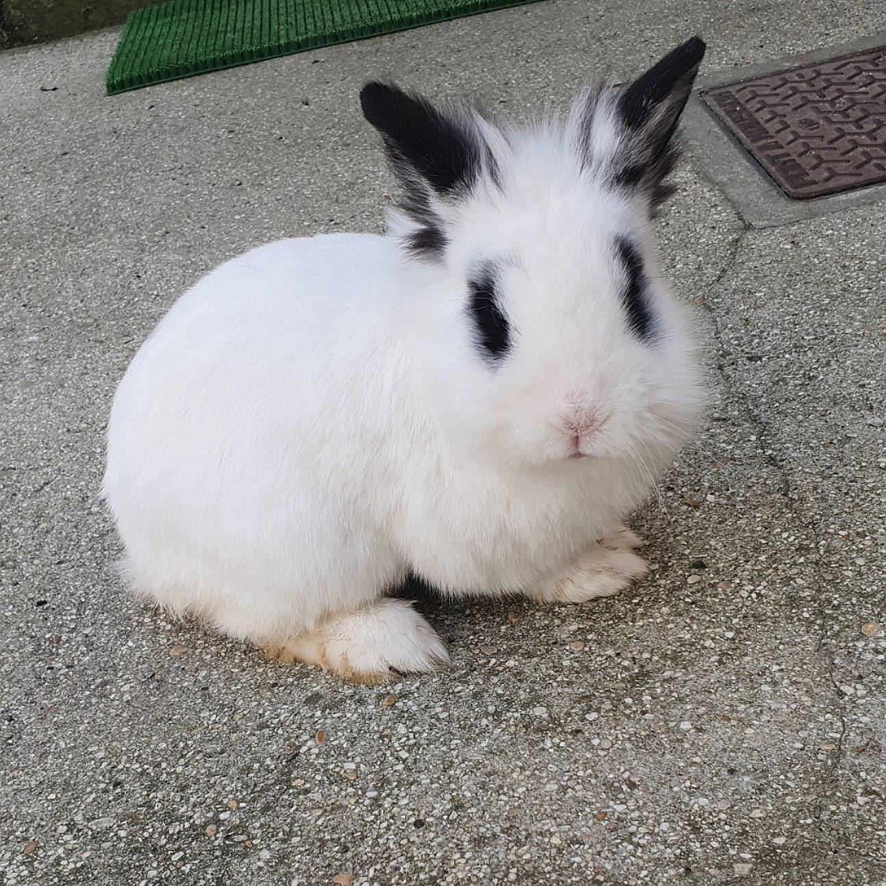 Lily participe au concours pour gagner de l'argent avec cette photo : domestic_rabbit, ear, hare, mammal, organism, rabbit, rabbits_and_hares, snowshoe_hare, vertebrate, whiskers