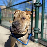 Baracuda a rejoint le concours — aidez-le/la à gagner de superbes lots ! animal, blurred_background, brown_dog, canine, closeup, collar, daylight, dog, ears, fence, leash, metal_fence, outdoor, pavement, pet, portrait, snout, sunny, tree, wrinkles