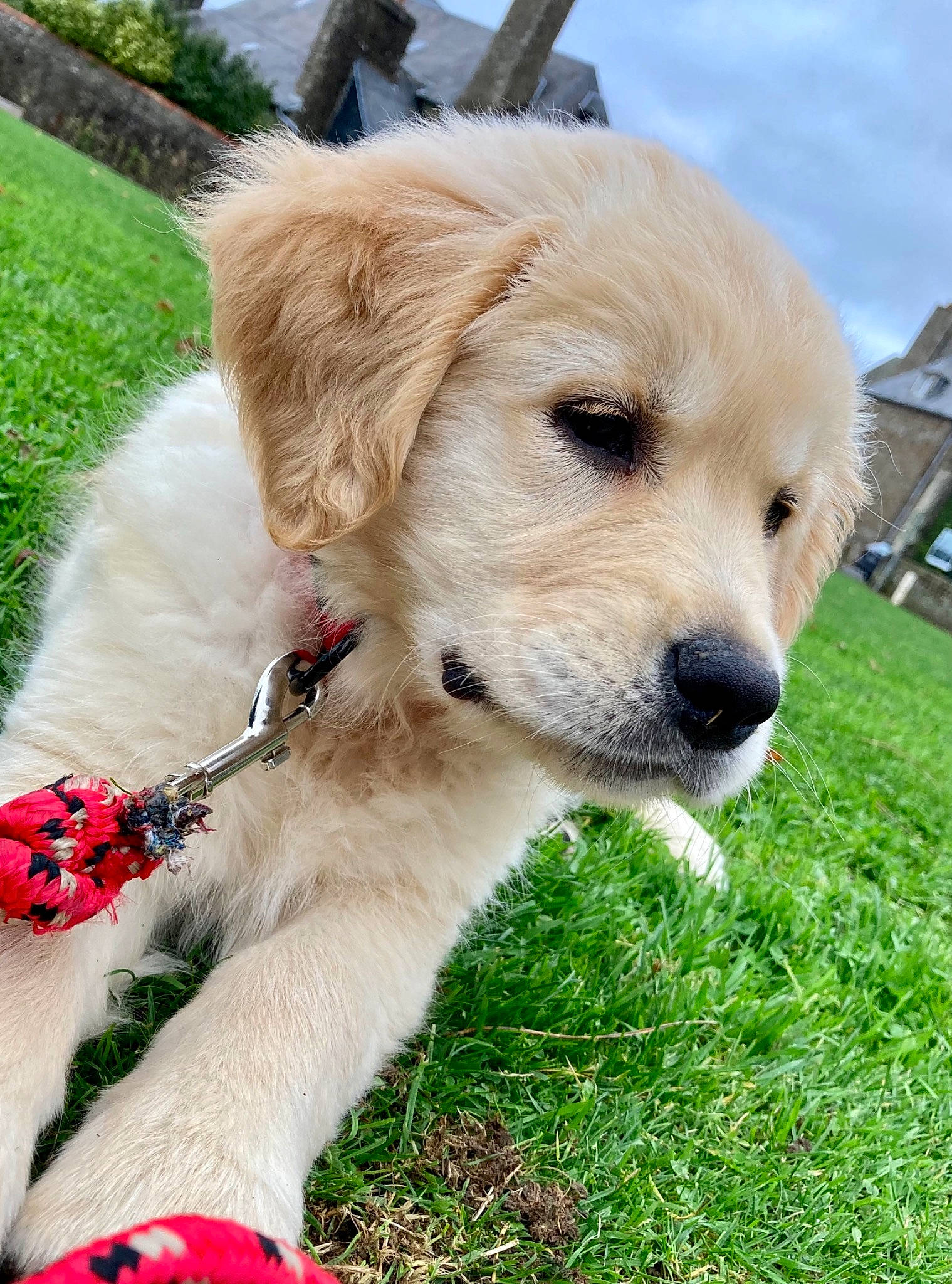 Rubis participe au concours pour gagner de l'argent avec cette photo : akbash_dog, canidae, carnivore, companion_dog, dog, dog_breed, fawn, golden_retriever, labrador_retriever, mammal, maremma_sheepdog, puppy, retriever, small_greek_domestic_dog, snout, sporting_group, vertebrate