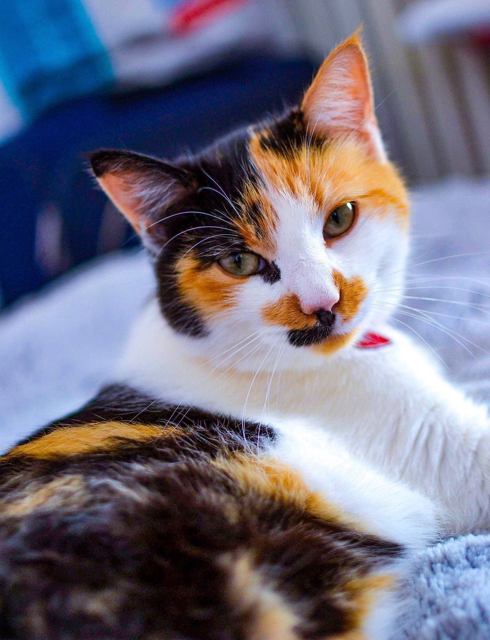 Fury participe au concours pour gagner de l'argent avec cette photo : aegean_cat, american_wirehair, carnivore, cat, domestic_short_haired_cat, european_shorthair, felidae, fur, kitten, small_to_medium_sized_cats, snout, tabby_cat, whiskers