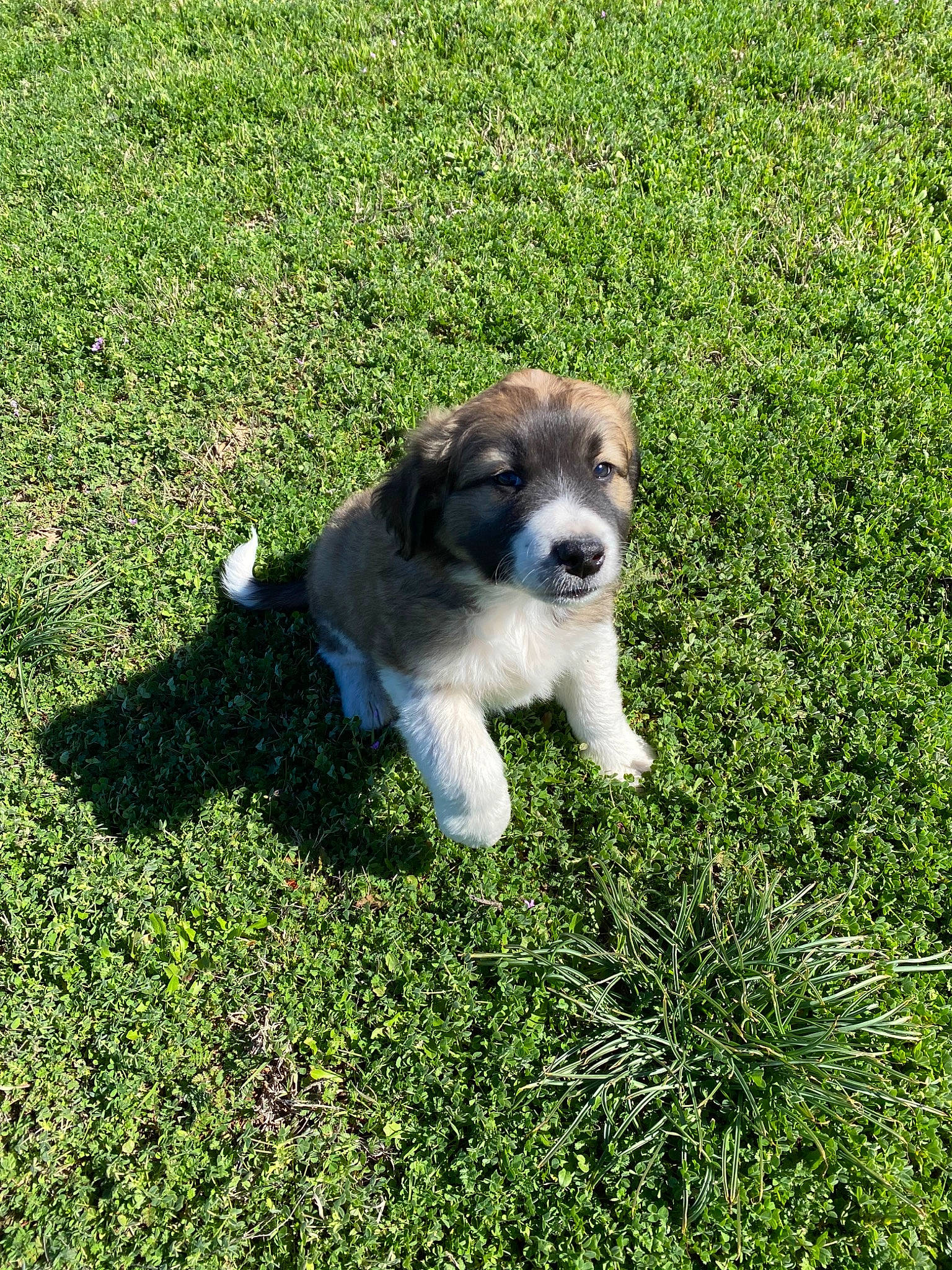 Buddy joined the competition — help win amazing prizes! canidae, carnivore, cavachon, cockapoo, companion_dog, dog, dog_breed, grass, havanese, mammal, polish_lowland_sheepdog, poodle_crossbreed, puppy, rare_breed_dog, romanian_mioritic_shepherd_dog, schnoodle, sporting_group, sporting_lucas_terrier, tibetan_terrier, vertebrate