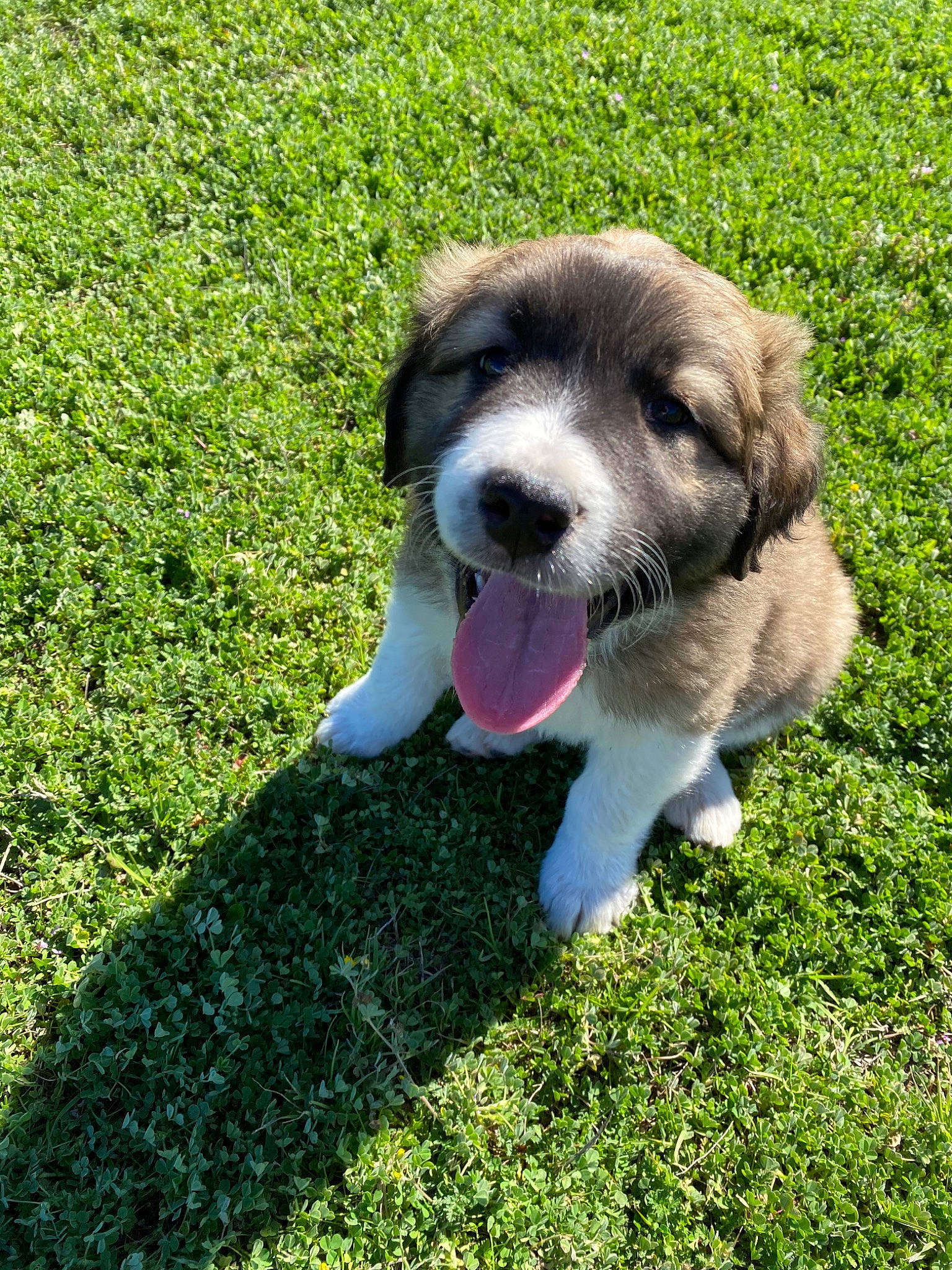 Buddy is registered to the contest to win money with this photo: canidae, carnivore, cavachon, companion_dog, dog, dog_breed, grass, mammal, moscow_watchdog, mucuchies, plant, puppy, pyrenean_mastiff, rafeiro_do_alentejo, rare_breed_dog, sporting_group, tornjak, vertebrate