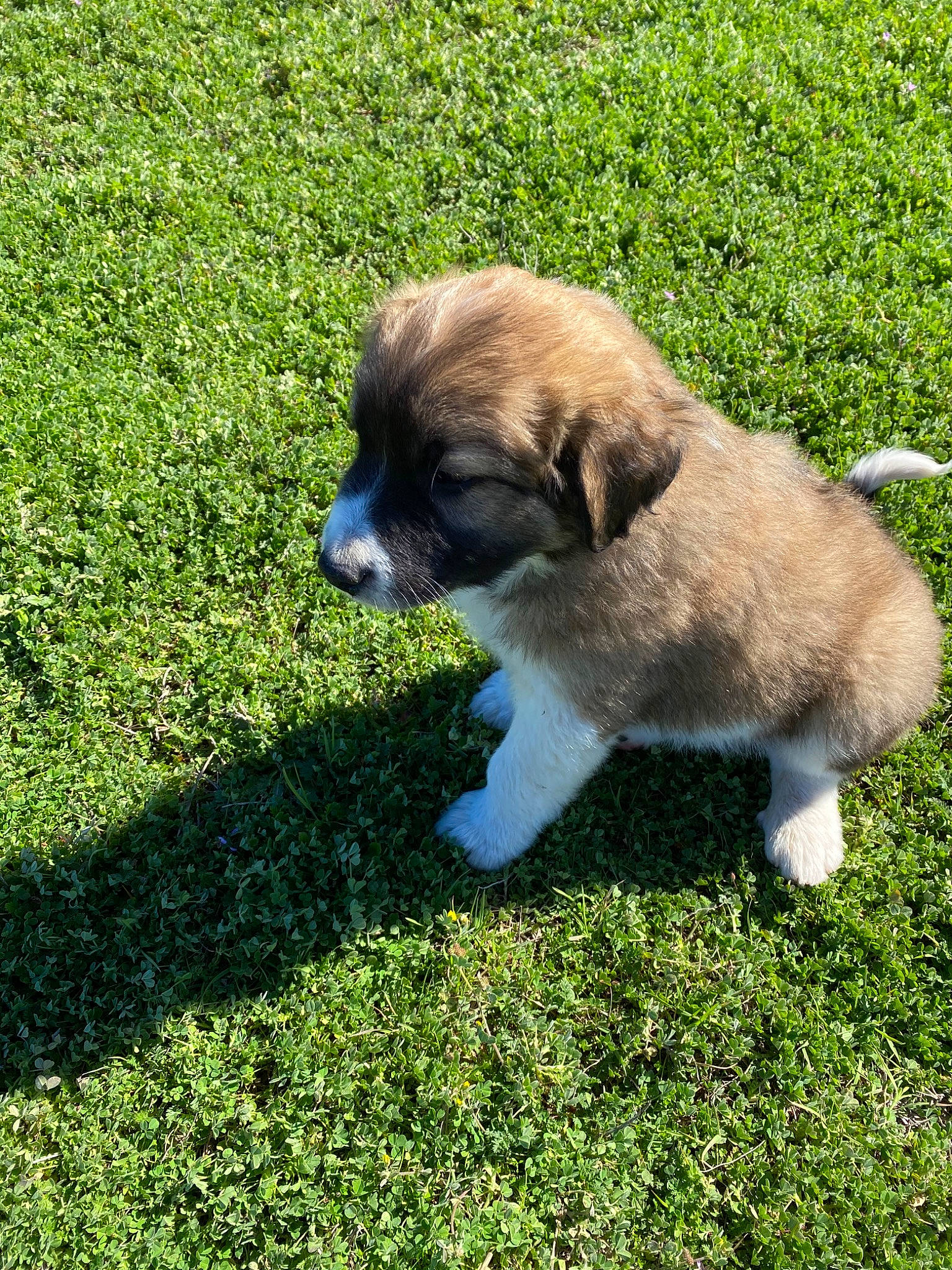 Buddy is registered to the contest to win money with this photo: canidae, carnivore, cavachon, companion_dog, dog, dog_breed, grass, lawn, lhasa_apso, mammal, plant, puppy, shih_tzu, sporting_group, tibetan_spaniel, vertebrate