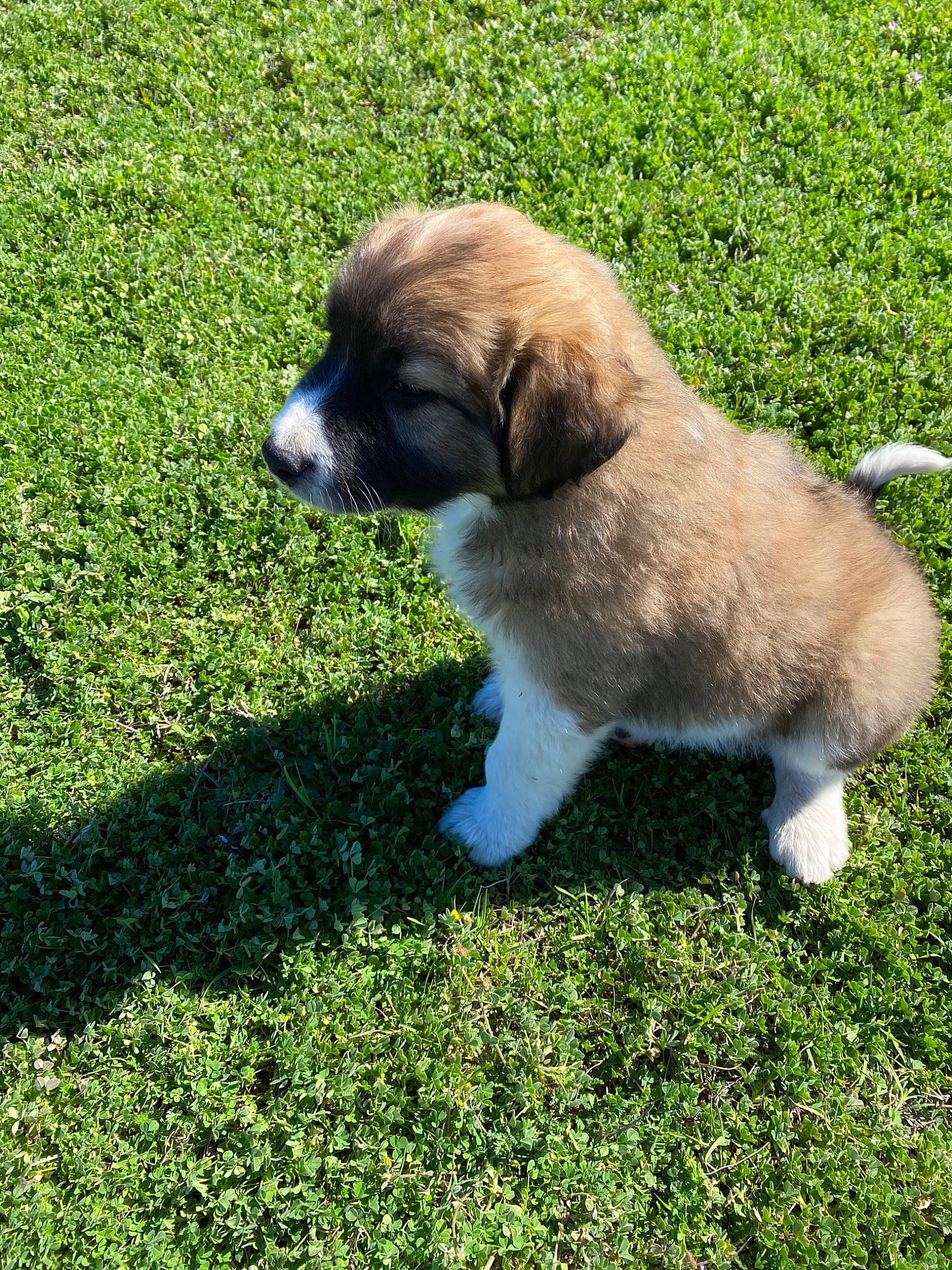 Buddy joined the competition — help win amazing prizes! akita, canidae, carnivore, companion_dog, dog, dog_breed, grass, mammal, moscow_watchdog, plant, puppy, rafeiro_do_alentejo, rare_breed_dog, sporting_group, tornjak, vertebrate