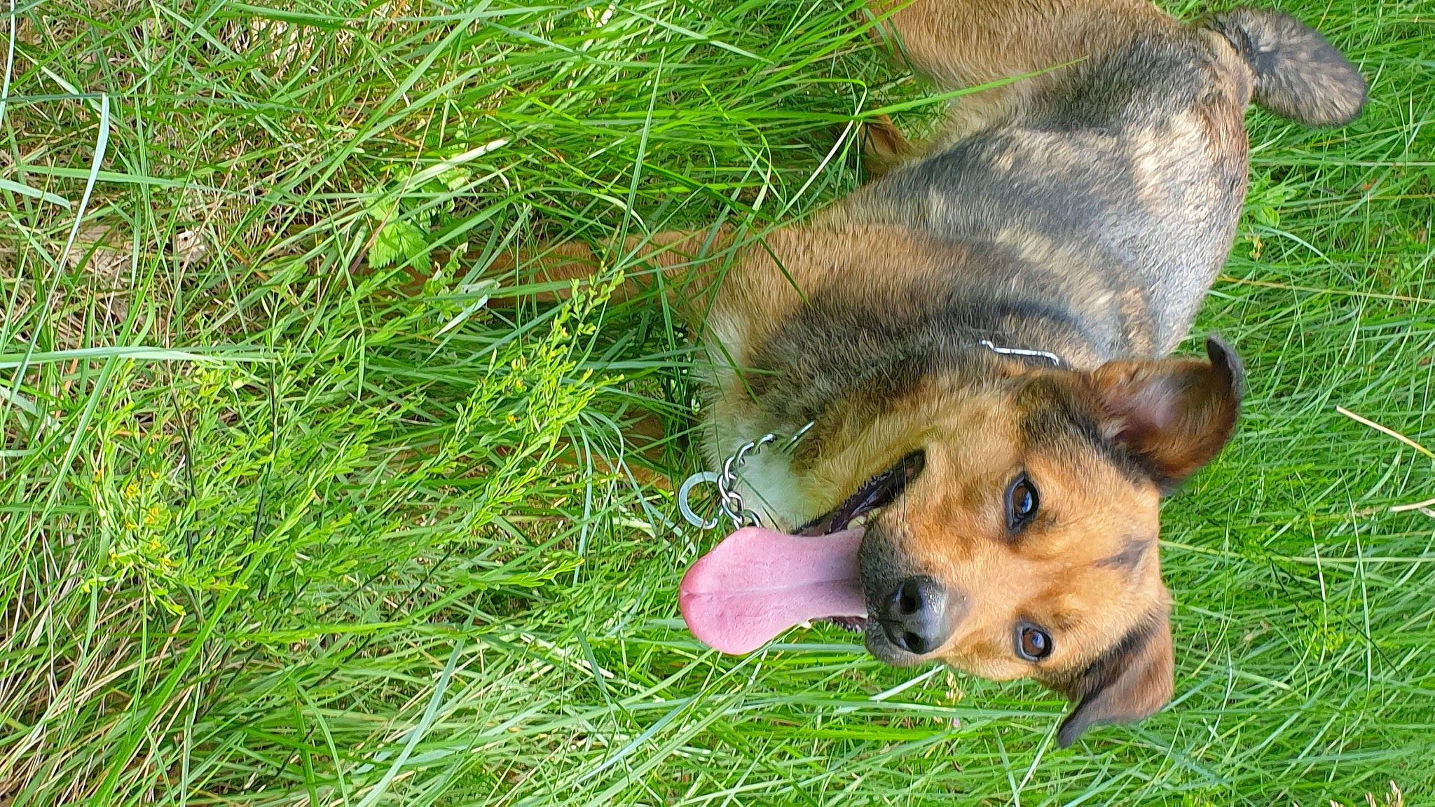 Oxy participe au concours pour gagner de l'argent avec cette photo : canidae, canis, carnivore, companion_dog, dog, dog_breed, fawn, fur, german_shepherd_dog, grass, grassland, groundcover, herding_dog, plant, puppy, sedge_family, sporting_group, terrestrial_animal, wildlife, working_dog