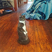 Luna is registered to the contest to win money with this photo: cat, standing, wooden_floor, indoor, blanket, person, furniture, living_room, curious, gray_cat, white_cat, footwear, foot, sitting, home, cozy, decor, animal, pet, relaxed