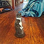cat, standing, wooden_floor, indoor, blanket, person, furniture, living_room, curious, gray_cat, white_cat, footwear, foot, sitting, home, cozy, decor, animal, pet, relaxed