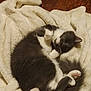 Luna joined the competition — help win amazing prizes! cat, sleeping, fluffy, gray, white, blanket, cozy, indoor, pet, fur, relaxed, curled_up, paw, tail, wooden_floor, cute, animal, mammal, domestic, resting