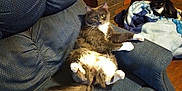 Luna is registered to the contest to win money with this photo: cat, feline, couch, blanket, fireplace, brick_wall, indoor, relaxing, pet, fur, tail, eyes, cozy, home, animal, resting, comfortable, living_room, domestic, two_cats