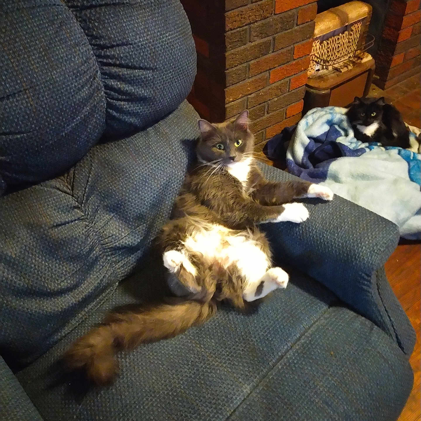 Luna is registered to the contest to win money with this photo: animal, blanket, brick_wall, cat, comfortable, couch, cozy, domestic, eyes, feline, fireplace, fur, home, indoor, living_room, pet, relaxing, resting, tail, two_cats