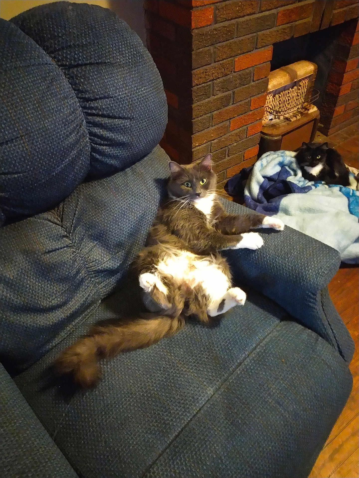 Luna is registered to the contest to win money with this photo: cat, feline, couch, blanket, fireplace, brick_wall, indoor, relaxing, pet, fur, tail, eyes, cozy, home, animal, resting, comfortable, living_room, domestic, two_cats