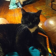 Oreo is registered to the contest to win money with this photo: cat, black_cat, white_paws, tuxedo_cat, indoor, wooden_floor, blanket, chair, person, lap, fur, whiskers, relaxing, cozy, fireplace, brick_wall, couch, casual_clothing, home, comfort