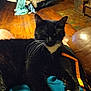 black_cat, blanket, brick_wall, casual_clothing, cat, chair, comfort, couch, cozy, fireplace, fur, home, indoor, lap, person, relaxing, tuxedo_cat, whiskers, white_paws, wooden_floor