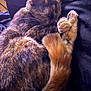 Cammi joined the competition — help win amazing prizes! animal, blanket, cat, closeup, cozy, curled_up, cute, domestic_animal, feline, fur, indoor, paws, pet, relaxation, resting, sleeping, soft, tail, tortoiseshell, whiskers