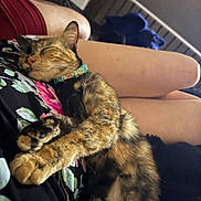 Cammi joined the competition — help win amazing prizes! animal, casual, cat, closeup, collar, comfort, cozy, feline, fluffy, home, indoor, legs, nap, person, pet, relaxation, resting, sleeping, soft, tortoiseshell
