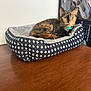 Cammi is registered to the contest to win money with this photo: animal, bell, box, cat, collar, cozy, ears, feline, floor, fur, indoor, patterned_bed, pet, pet_bed, resting, tortoiseshell_cat, wall, whiskers, wooden_floor, yellow_eyes