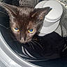 Kuromi is registered to the contest to win money with this photo: cat, black_cat, washing_machine, appliance, laundry, curious, yellow_eyes, domestic_animal, metal, indoor, pet, feline, clothing, household, whiskers, closeup, animal_face, cat_face, fur, home