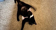 Kuromi joined the competition — help win amazing prizes! cat, black_cat, carpet, indoor, playful, pet, animal, bow, fabric, floor, feline, cute, cozy, home, domestic, mammal, pet_accessory, relaxing, fur, whiskers