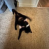 cat, black_cat, carpet, indoor, playful, pet, animal, bow, fabric, floor, feline, cute, cozy, home, domestic, mammal, pet_accessory, relaxing, fur, whiskers