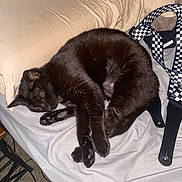 Kuromi is registered to the contest to win money with this photo: black_cat, cat, bed, pillow, blanket, checkered_strap, sleeping_cat, pet, indoor, fur, animal, domestic_cat, resting, cozy, feline, whiskers, paw, cute, relaxed, household