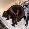 black_cat, cat, bed, pillow, blanket, checkered_strap, sleeping_cat, pet, indoor, fur, animal, domestic_cat, resting, cozy, feline, whiskers, paw, cute, relaxed, household