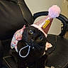 Kuromi joined the competition — help win amazing prizes! black_cat, cat, birthday_hat, party_hat, pink_hat, pom_pom, number_one, office_chair, worn_chair, indoor, pet, cute, animal, feline, celebration, costume, looking_up, curious, sitting, close_up