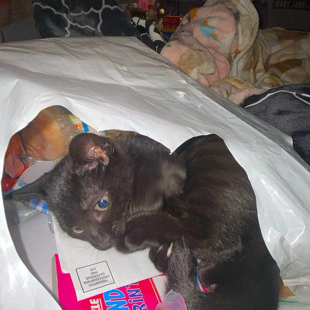 Kuromi is registered to the contest to win money with this photo: kitten, black_cat, plastic_bag, word_find_puzzle, indoor, blanket, cushion, shelf, lamp, window, cluttered, toy, box, pet, curious, cozy, furniture, home, animal, cute