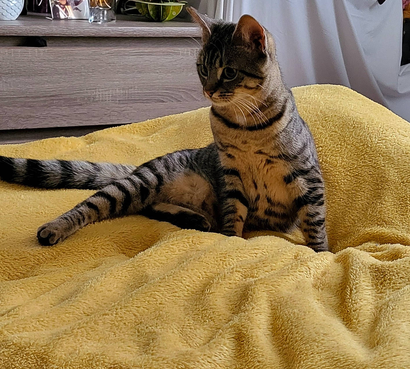 Médusa participe au concours pour gagner de l'argent avec cette photo : carnivore, cat, claw, comfort, curtain, domestic_short_haired_cat, felidae, flooring, fur, hardwood, paw, small_to_medium_sized_cats, snout, tail, terrestrial_animal, tire, wheel, whiskers, wildlife, wood